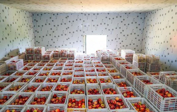 果蔬保鮮冷庫 果蔬保鮮冷庫