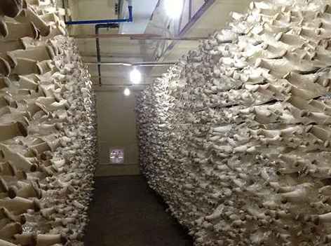 安裝一個100平蘑菇保鮮冷庫需要多少錢 安裝一個100平蘑菇保鮮冷庫需要多少錢