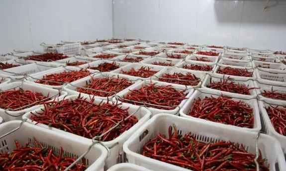 新鮮辣椒在冷庫中的保鮮技術(shù)要求 新鮮辣椒在冷庫中的保鮮技術(shù)要求