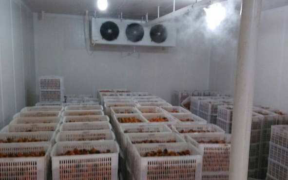 新鮮辣椒在冷庫中的保鮮技術(shù)要求 新鮮辣椒在冷庫中的保鮮技術(shù)要求