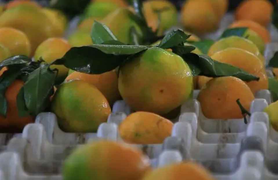柑橘保鮮庫貯藏技巧方法 柑橘保鮮庫貯藏技巧方法