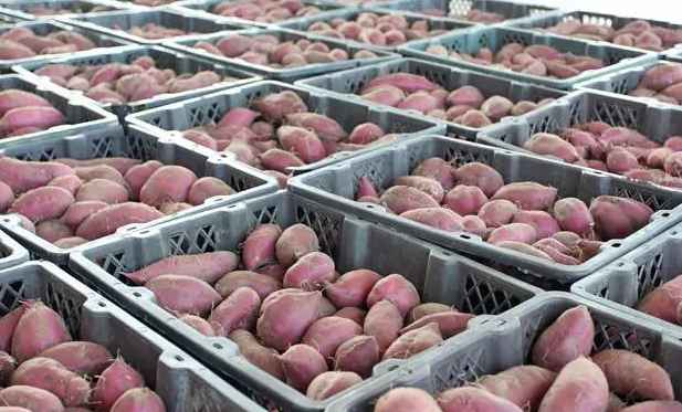 保鮮冷庫儲(chǔ)存大批量紅薯儲(chǔ)存技術(shù)要求 保鮮冷庫儲(chǔ)存大批量紅薯儲(chǔ)存技術(shù)要求