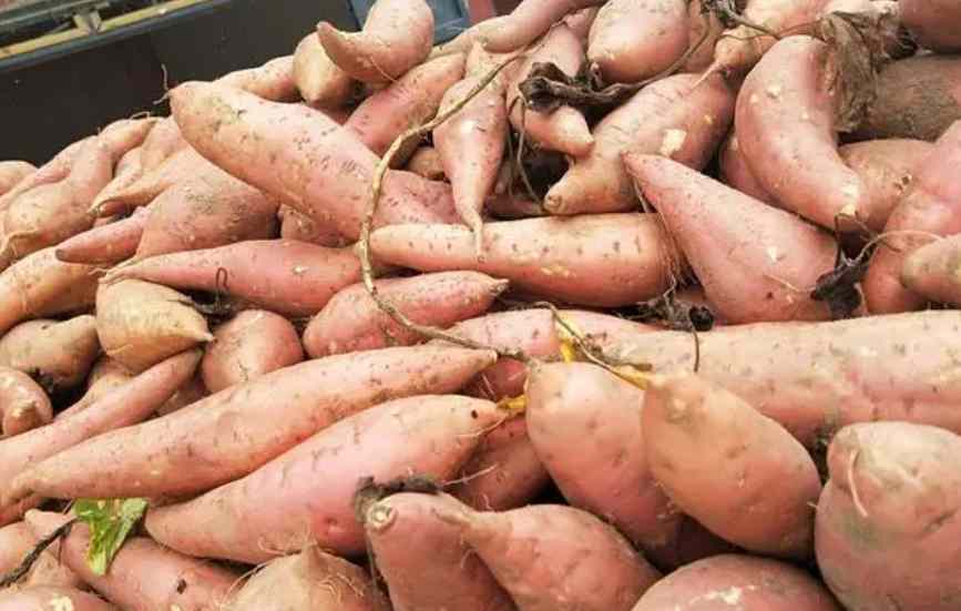 保鮮冷庫儲(chǔ)存大批量紅薯儲(chǔ)存技術(shù)要求 保鮮冷庫儲(chǔ)存大批量紅薯儲(chǔ)存技術(shù)要求