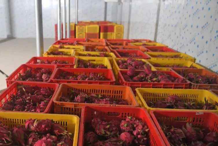 小型火龍果保鮮冷庫建造價格多少錢一平方 小型火龍果保鮮冷庫建造價格多少錢一平方