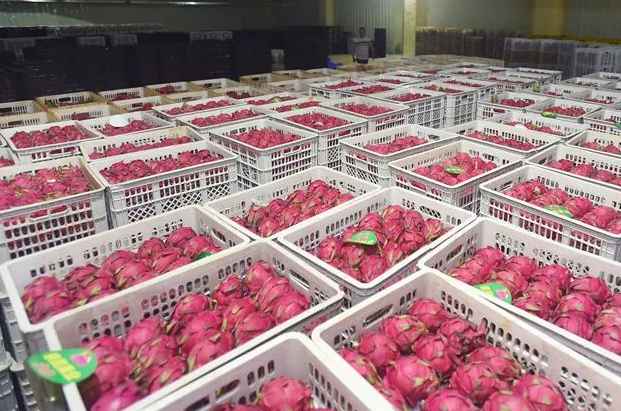 小型火龍果保鮮冷庫建造價格多少錢一平方 小型火龍果保鮮冷庫建造價格多少錢一平方