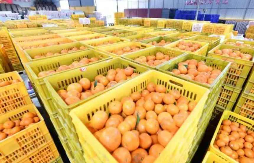 沃柑冷庫保鮮存儲技術方法 沃柑冷庫保鮮存儲技術方法