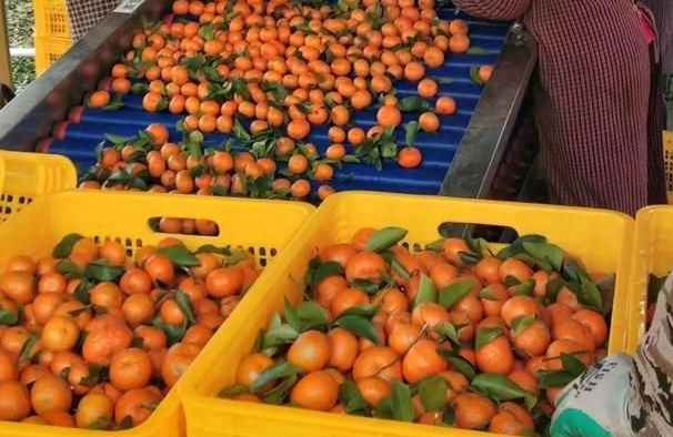 建造沃柑冷庫需要投資多少費(fèi)用 建造沃柑冷庫需要投資多少費(fèi)用