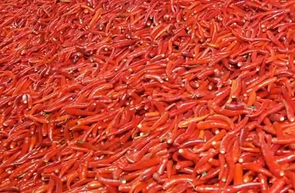 冷庫(kù)保鮮辣椒能保存多久 冷庫(kù)保鮮辣椒能保存多久