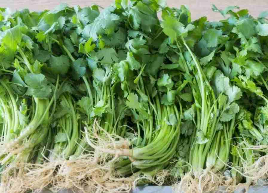 香菜冷庫大量儲(chǔ)存方法技巧 香菜冷庫大量儲(chǔ)存方法技巧