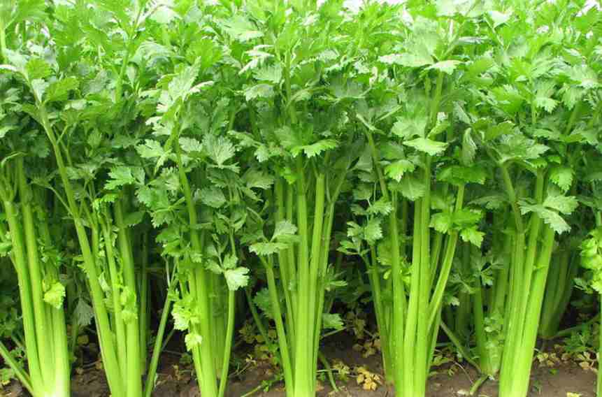 北京芹菜保鮮冷庫安裝需要多少錢 北京芹菜保鮮冷庫安裝需要多少錢