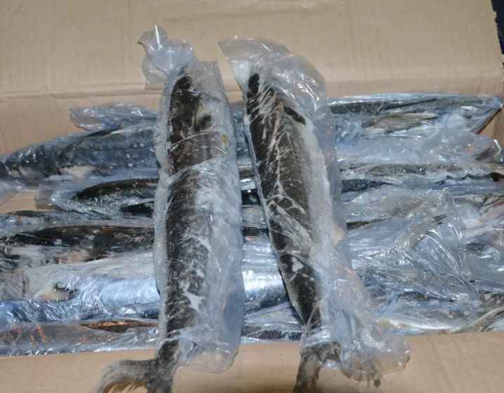 安裝50平米凍魚(yú)冷凍冷庫(kù)價(jià)格多少錢(qián)