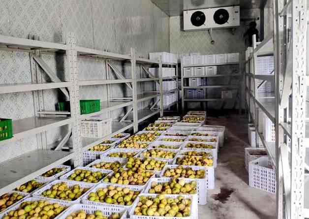 果蔬冷庫(kù) 果蔬冷庫(kù)