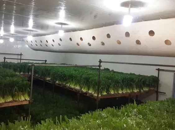 蔬菜保鮮冷庫建設(shè)方案及流程 蔬菜保鮮冷庫建設(shè)方案及流程