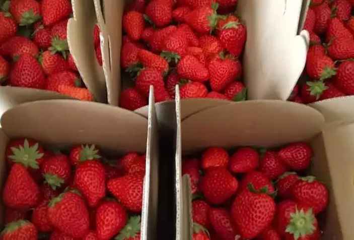草莓能放在冷庫中保鮮嗎 草莓能放在冷庫中保鮮嗎
