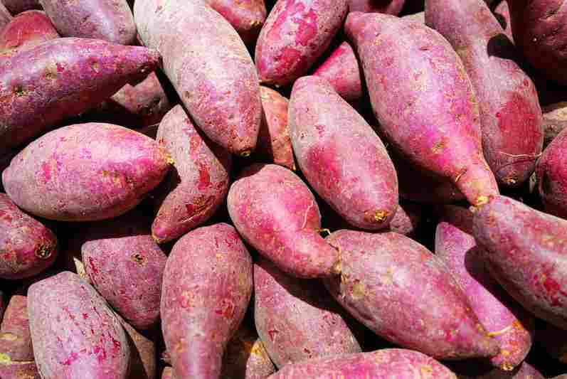 紅薯保鮮庫的建造大概需要多少錢 紅薯保鮮庫的建造大概需要多少錢