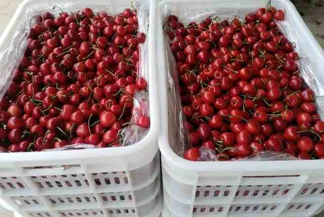 櫻桃在冷庫(kù)的儲(chǔ)存和保鮮方法 櫻桃在冷庫(kù)的儲(chǔ)存和保鮮方法