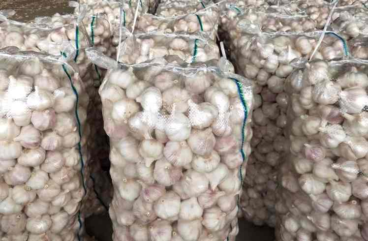 大蒜冷庫存儲溫度多少度比較好 大蒜冷庫存儲溫度多少度比較好