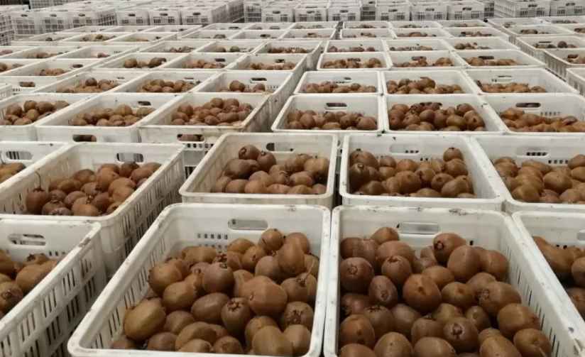 獼猴桃冷庫儲存方法 獼猴桃冷庫儲存方法