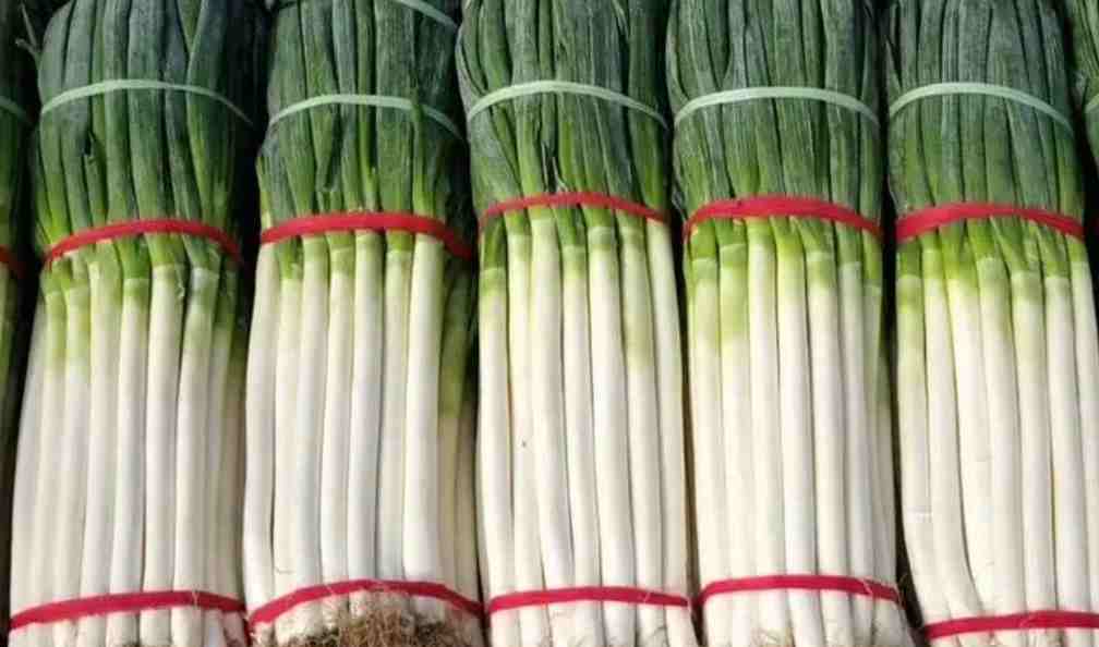 大蔥保鮮冷庫(kù)溫度多少度比較好