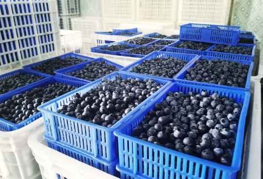 建造一個(gè)100平方藍(lán)莓保鮮冷庫要多少錢 建造一個(gè)100平方藍(lán)莓保鮮冷庫要多少錢