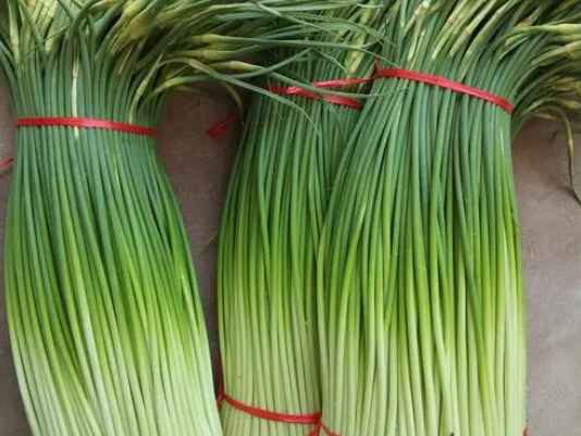 蒜苔冷庫如何正確保鮮儲存 蒜苔冷庫如何正確保鮮儲存